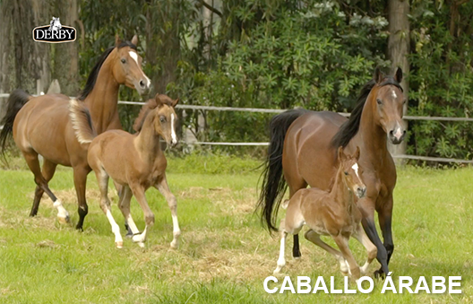 Caballo Árabe