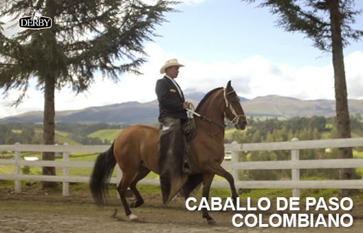 Caballo de Paso Colombiano