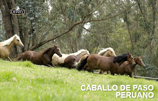 Caballo de Paso Peruano