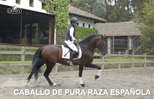 Caballo de Pura Raza Española