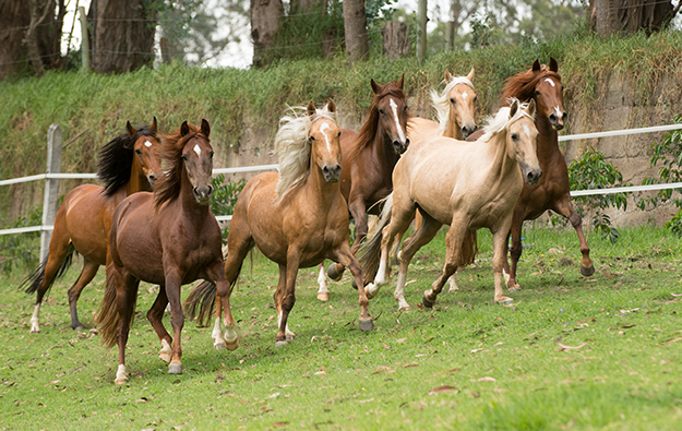 Equiforma